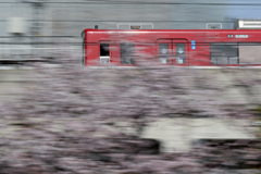 京急と桜③