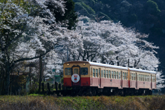小湊鉄道と桜