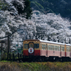 小湊鉄道と桜