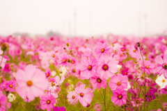 約束のデート・・秋桜