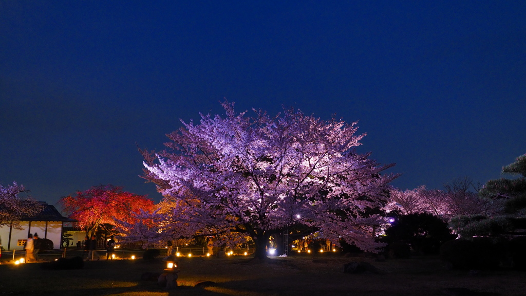 夜桜 1