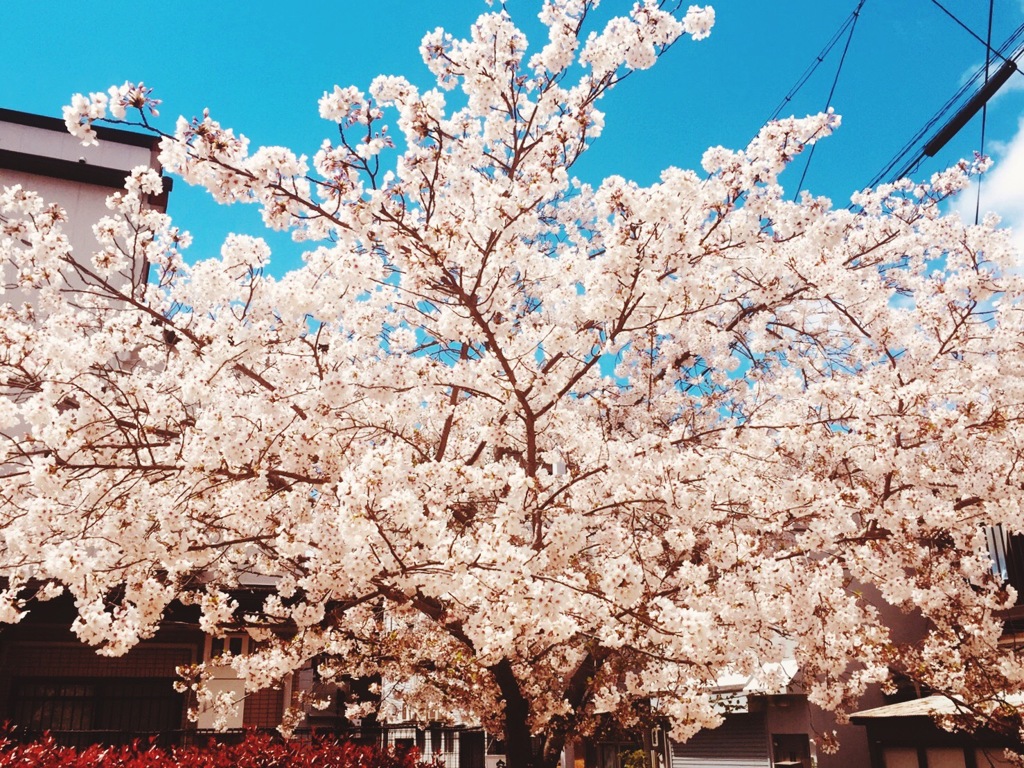 桜