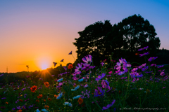 秋桜の夕景