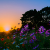 秋桜の夕景