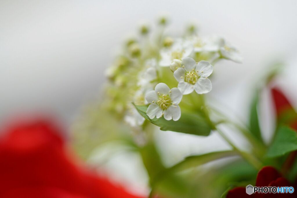 小花