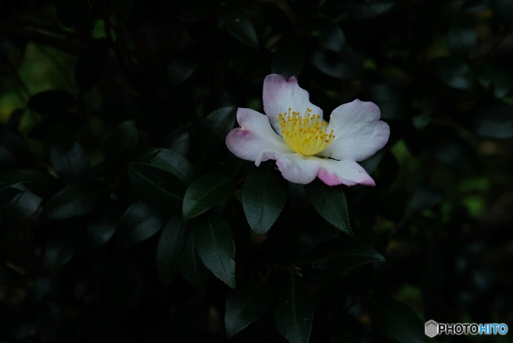 晩秋の椿