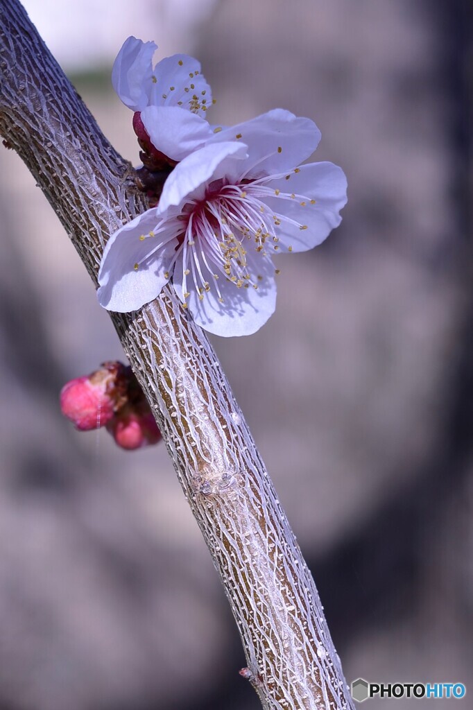 枝模様