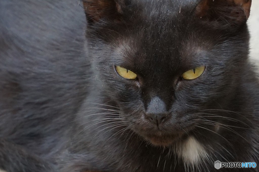 黒猫