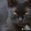 黒猫