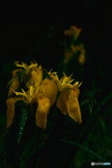 黄菖蒲