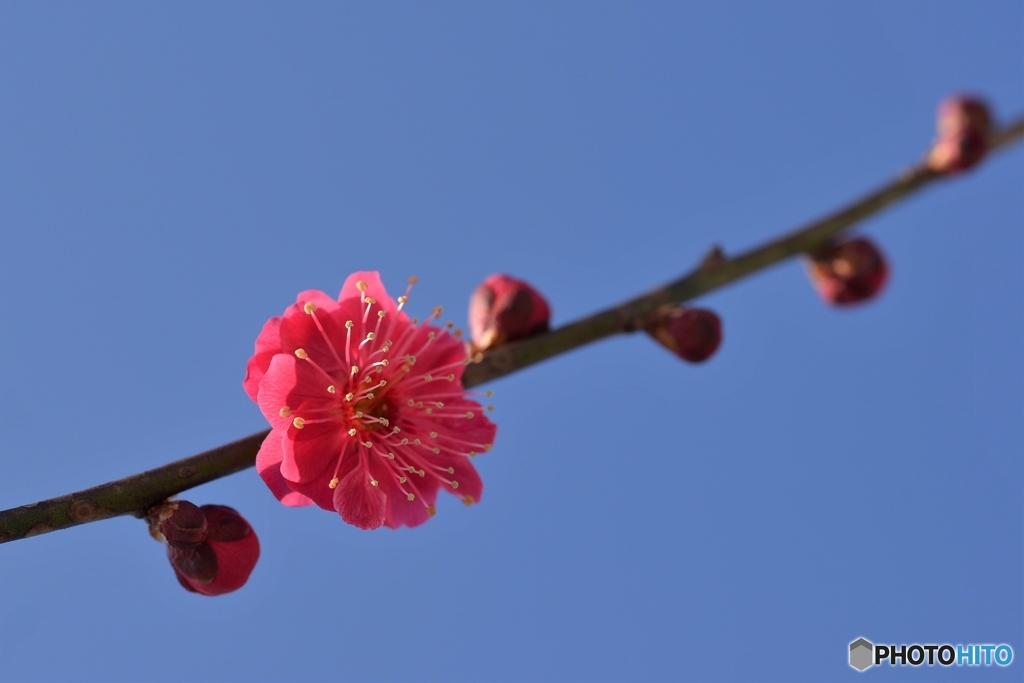 紅く咲く