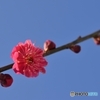 紅く咲く