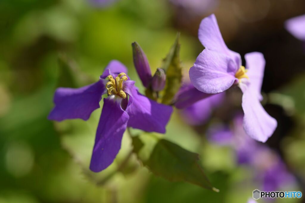 紫花菜