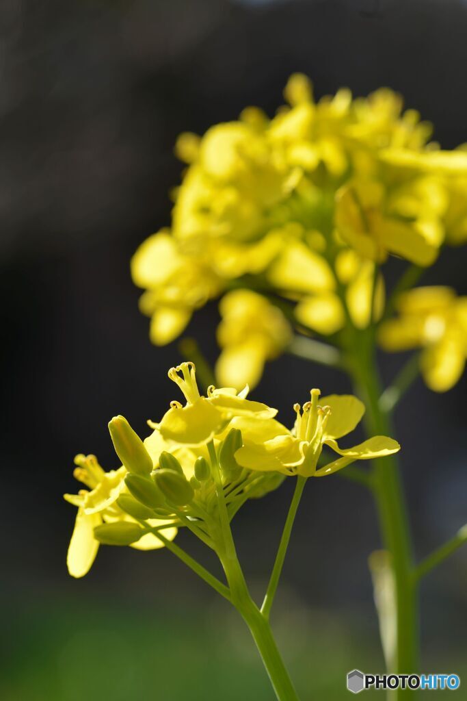 菜の花