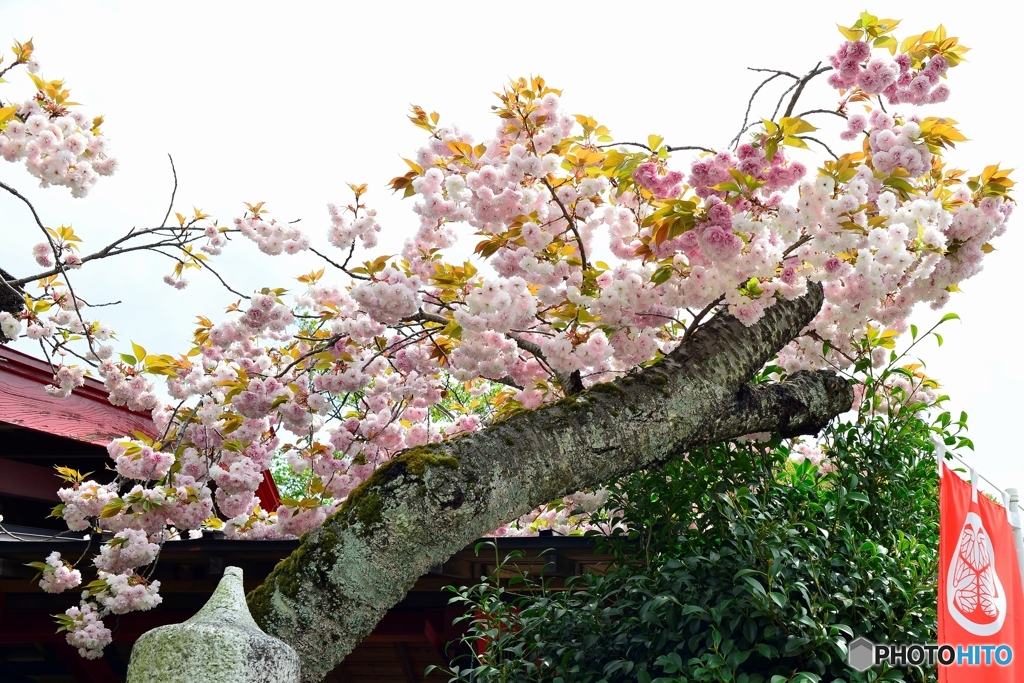 ぼたん桜