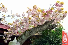 ぼたん桜