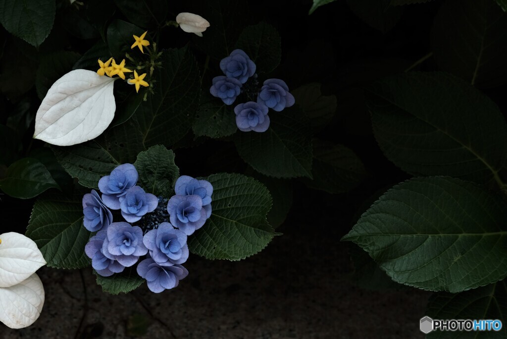 崑崙花、紫陽花