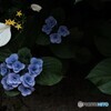 崑崙花、紫陽花