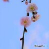 藤牡丹枝垂