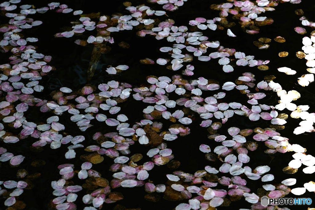 散り花片