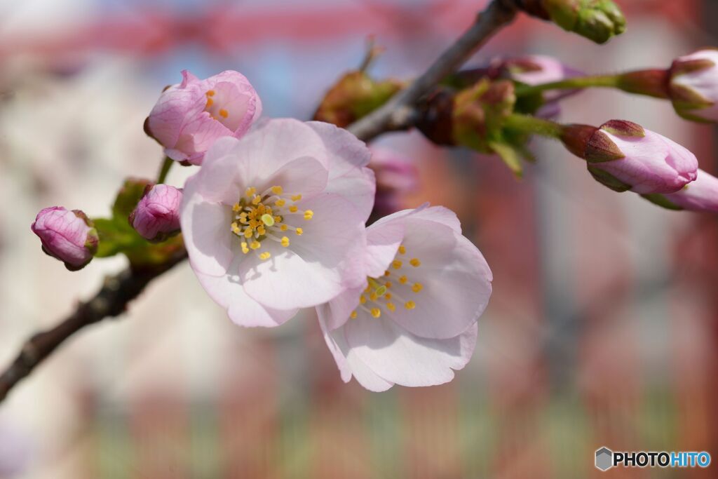 若い桜