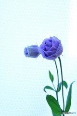 薄紫