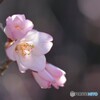 河津桜１