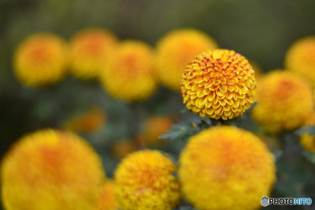 菊