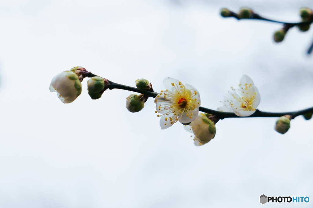 早春の月影