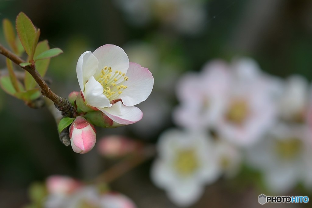 木瓜１