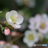 木瓜１