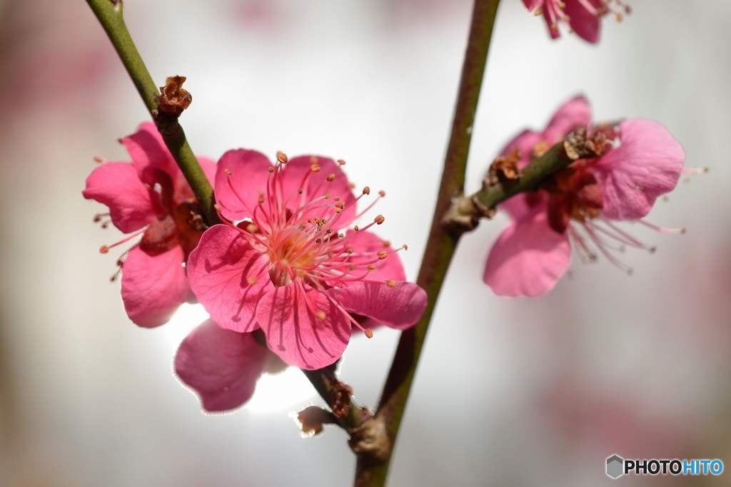 蘇芳梅