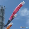 こいのぼり