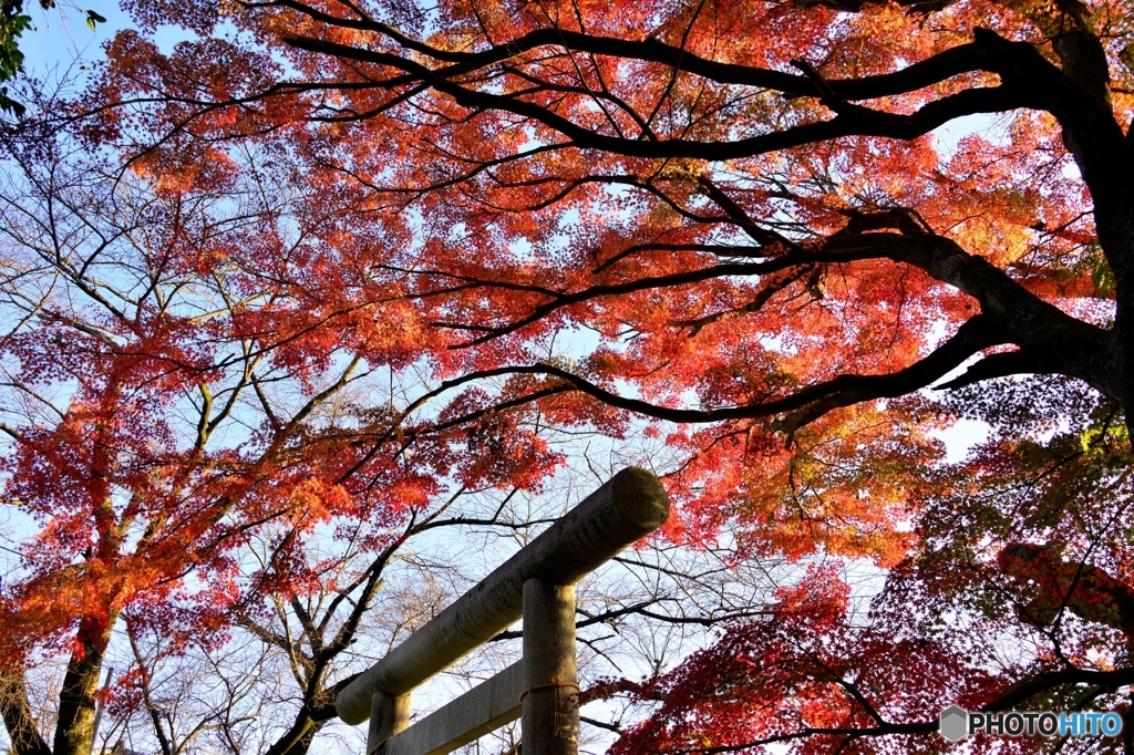 紅の波