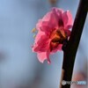 八重寒紅