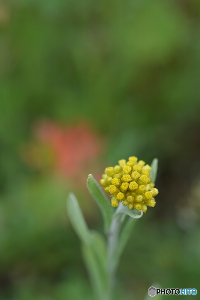 母子草