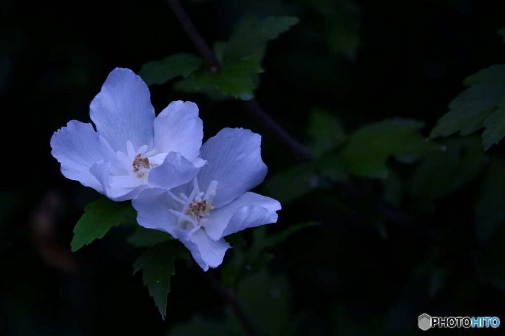 木槿