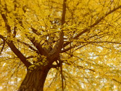 ひたちなか海浜公園
