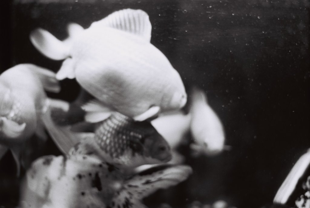 金魚