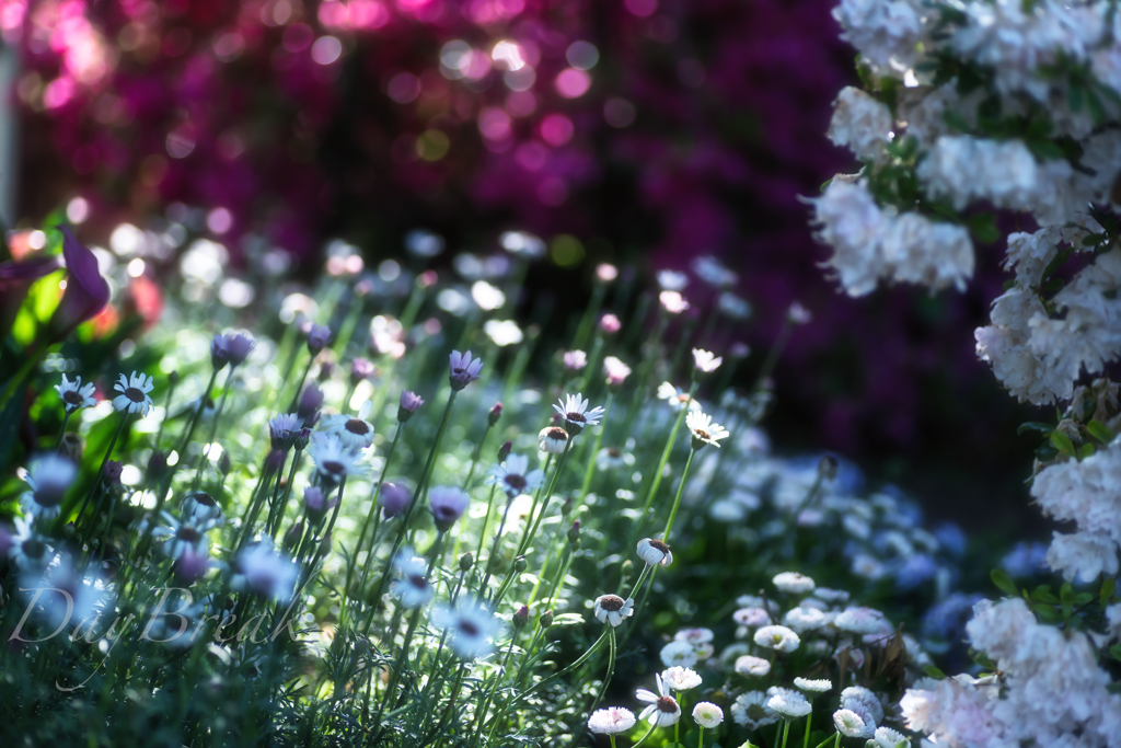 秘密の花園