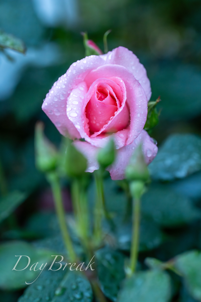 雨上がりの朝　その１