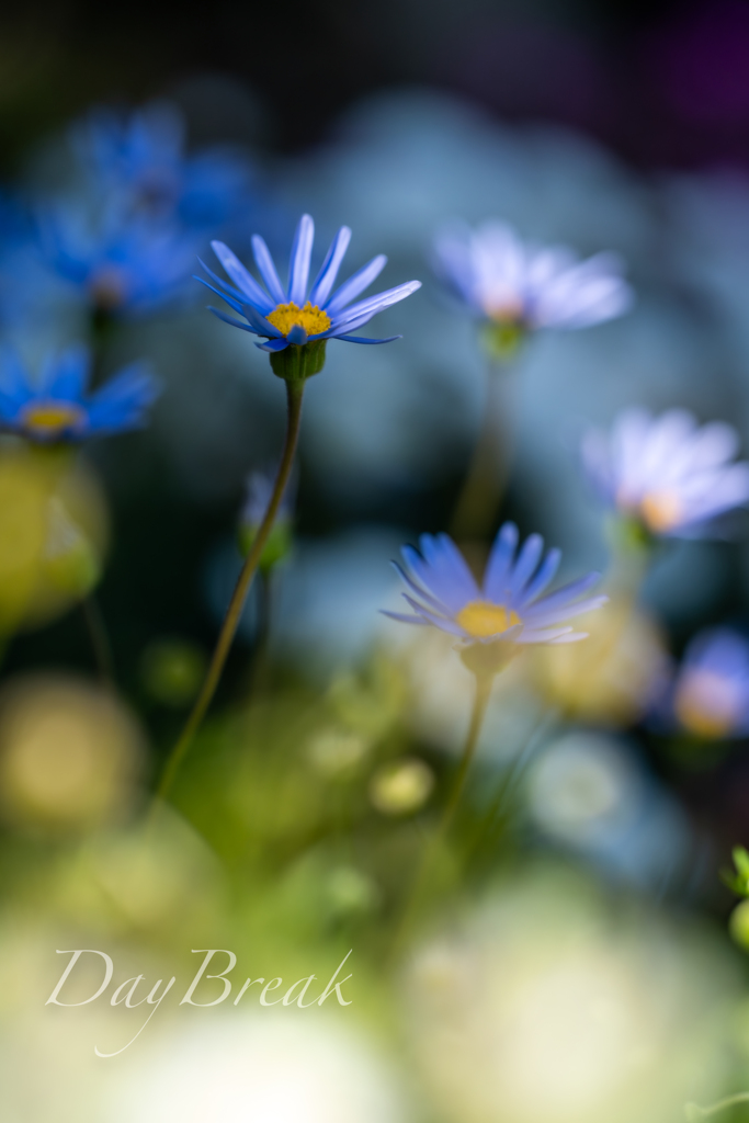 たまにはお花でも　その４