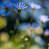 たまにはお花でも　その４