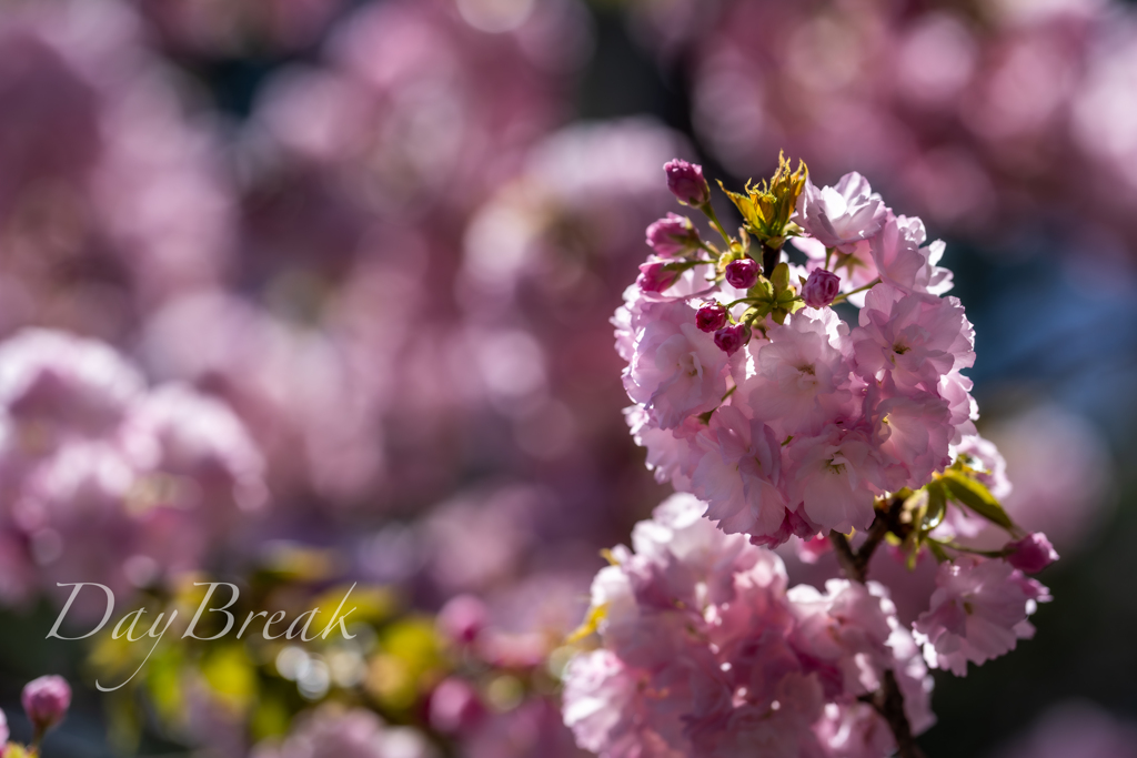 たまにはお花でも　その３