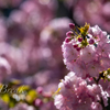 たまにはお花でも　その３
