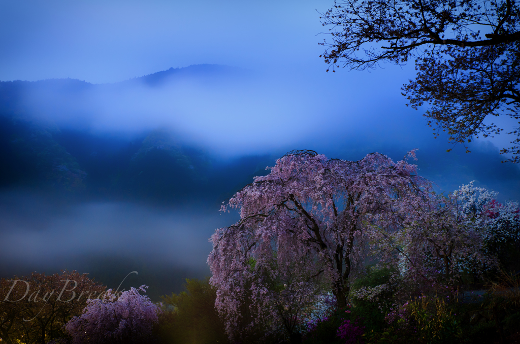 春霞たなびく山の桜花