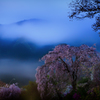 春霞たなびく山の桜花