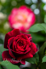 Crimson