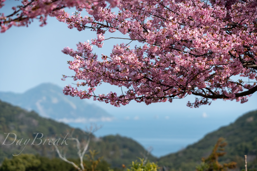 河津桜の季節