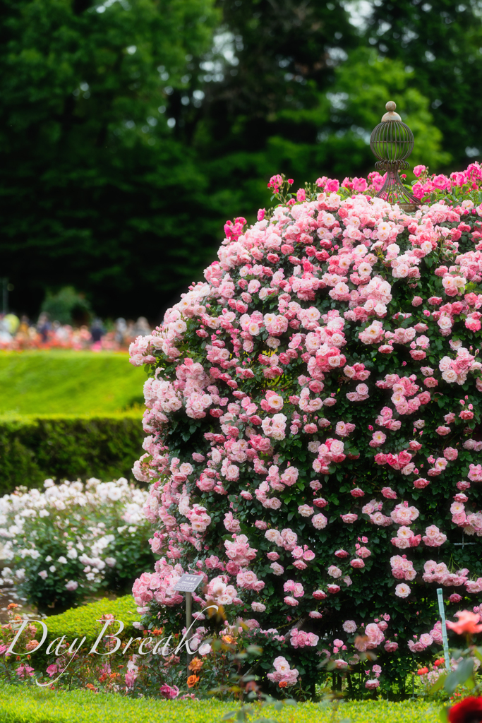 Rose Dome